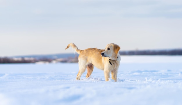 深い雪の中の犬