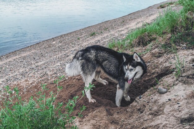 Собака копает яму в земле