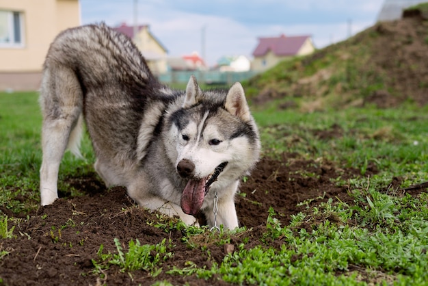 Dog digs the ground