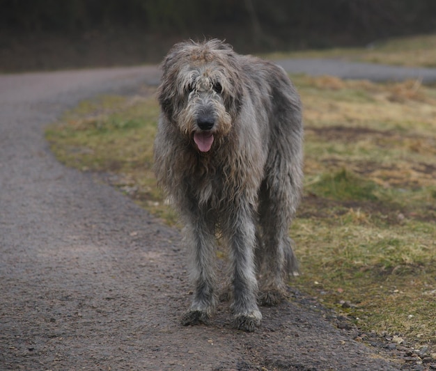 Photo dog on dirt road