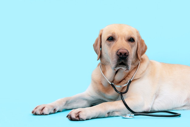 首に聴診器で犬の医者。