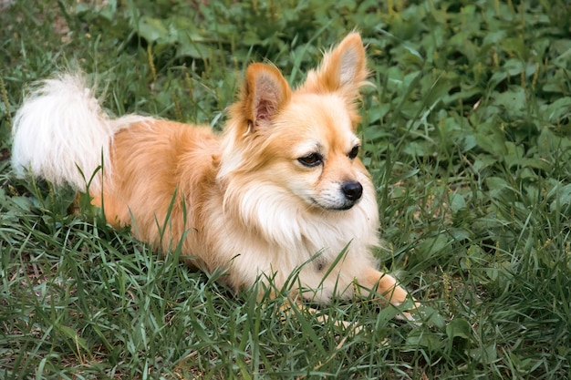 草の上の犬犬赤い犬小さな犬