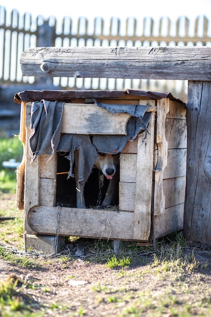 犬小屋の犬が庭にいます。