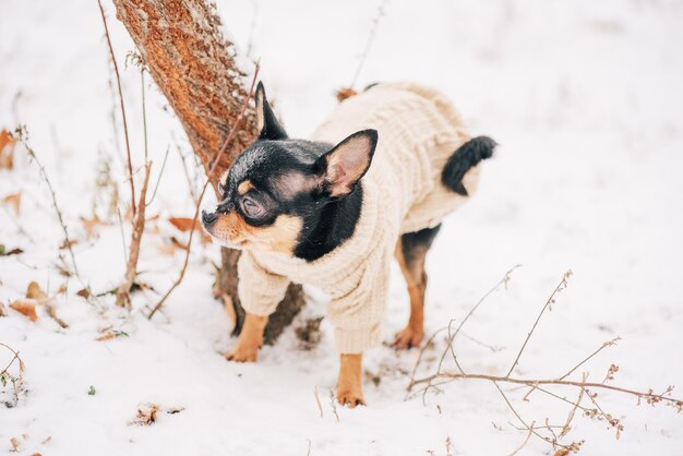 Dog. Dog in winter walks in the park. Portrait of a tiny chihuahua dog wearing a beige sweater