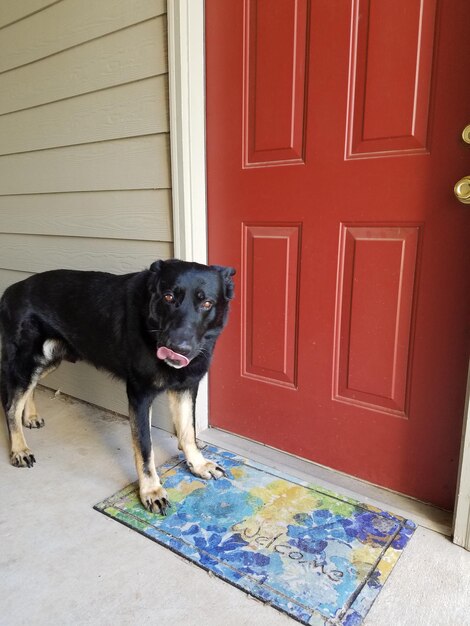 Dog on door