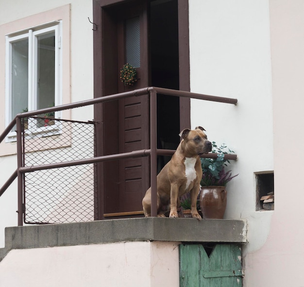 The dog at the door