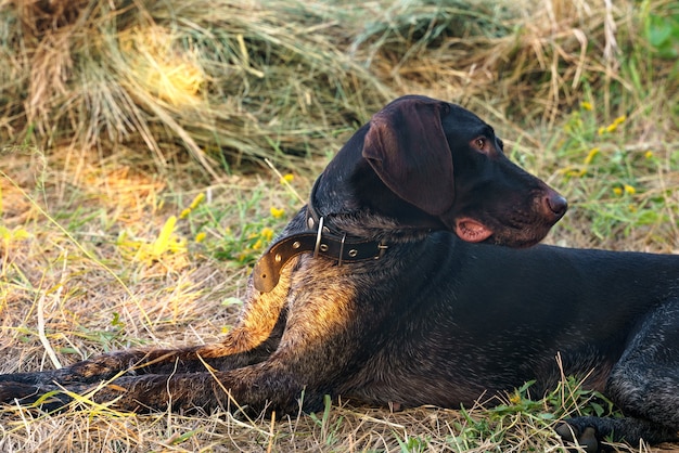 A dog of the Drathhaar breed lies and rests on the mowed grass, in the background a bale of hay