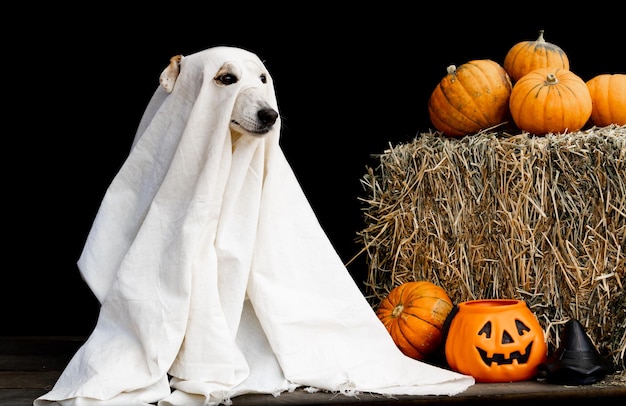 Dog dressed as a ghost for halloween