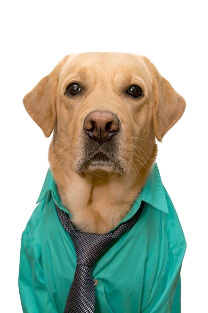 Dog dressed in business suit