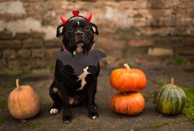 ハロウィーンの属性に身を包んだ犬