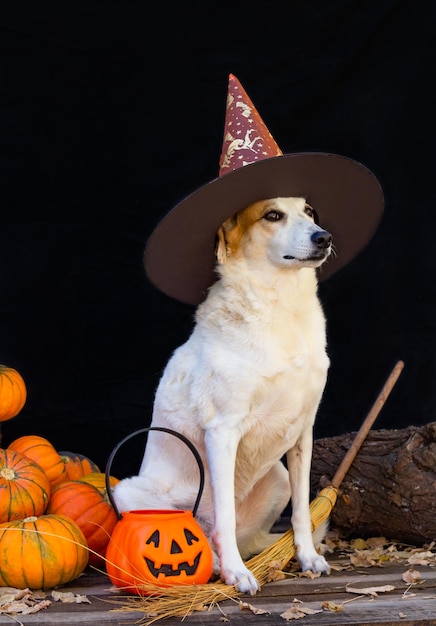 魔女の帽子をかぶったハロウィーンの服を着た犬