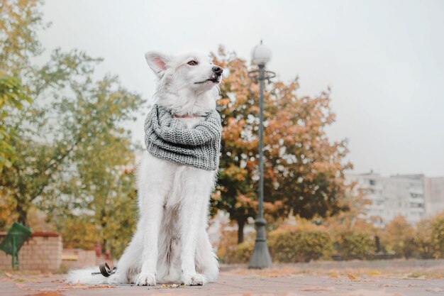 秋のスカーフに身を包んだ犬