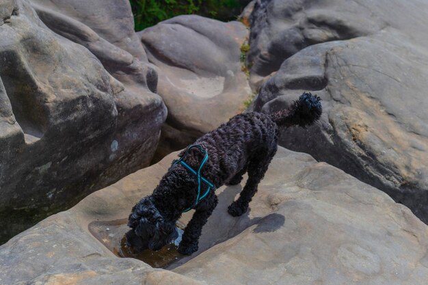 A dog drinking rainwater from a puddle