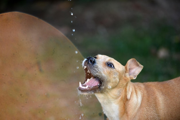 犬が水を飲む、落ちる水滴、夏に喉が乾いた犬をさわやかにする