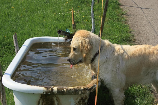 Foto cane che beve acqua nel lago