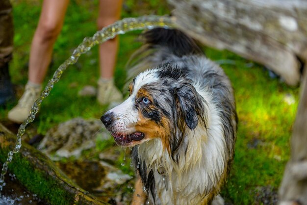 Foto il cane beve.