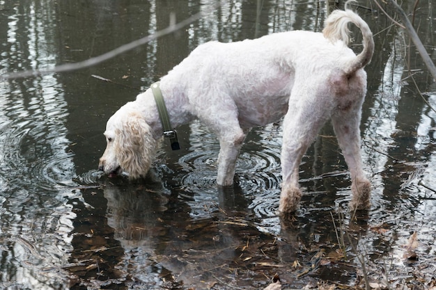 Un cane beve l'acqua da un lago nella natura nella foresta