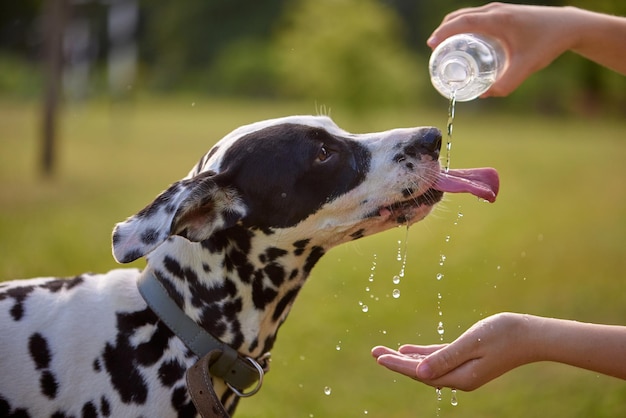犬はプラスチックボトルから水を飲み,ペットオーナーは暑い晴れた日にダルマチア犬の世話をする.