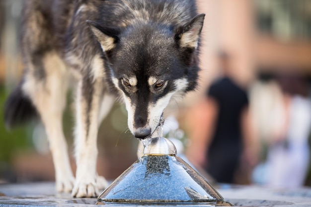 The dog drinks water