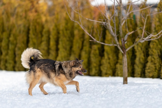 Dog during movement one front paw raised above the snow mouth\
open cooling down after running