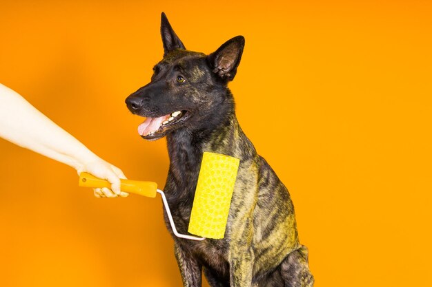 Dog dutch shepherd playing with paint roller in red room renovation concept