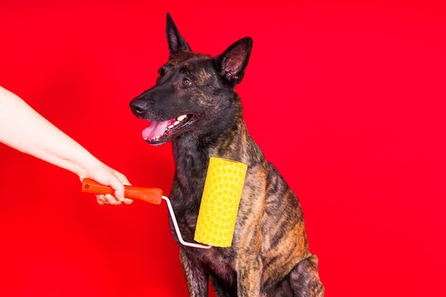 Foto cane pastore olandese che gioca con un rullo di vernice nel concetto di ristrutturazione della stanza rossa