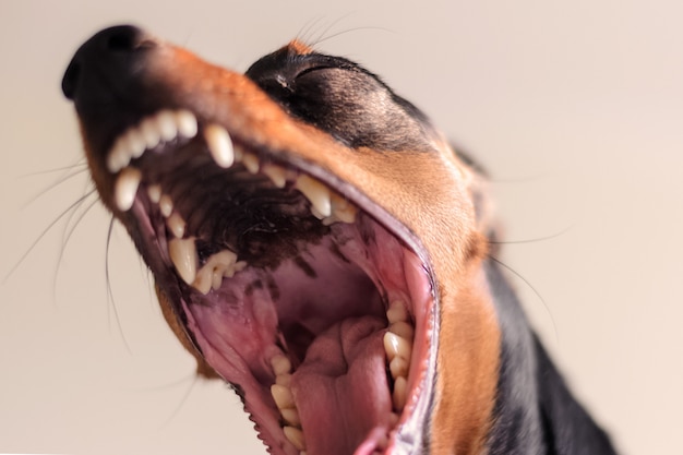 写真 開いた顎を持つ犬の小人ピンシャー怒っている犬