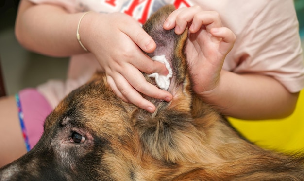 薬を掃除することによる犬の耳の車