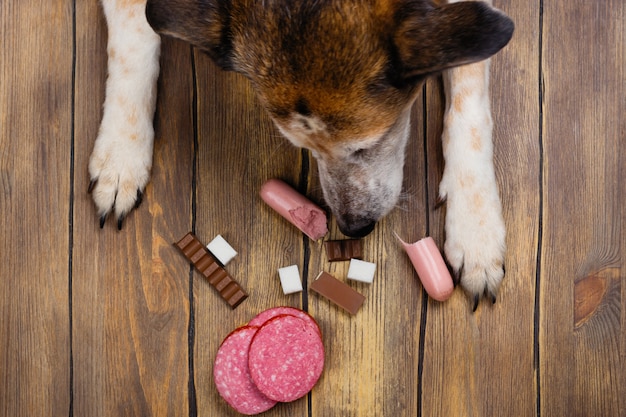 Photo dog eating banned food. unhealthy meal for animals