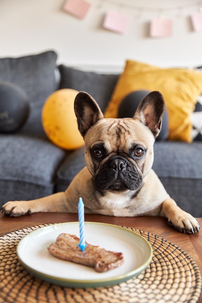 Foto cane che mangia cibo nel piatto