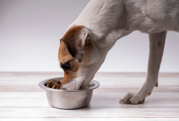 Photo dog eating from his feeder