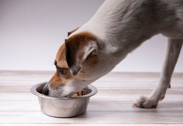 dog eating from his feeder