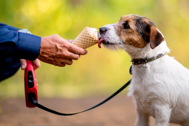 屋外でアイスクリームを食べる犬