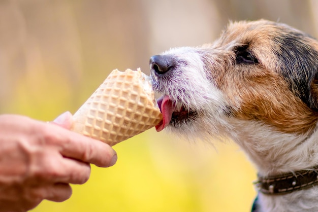 屋外でアイスクリームを食べる犬