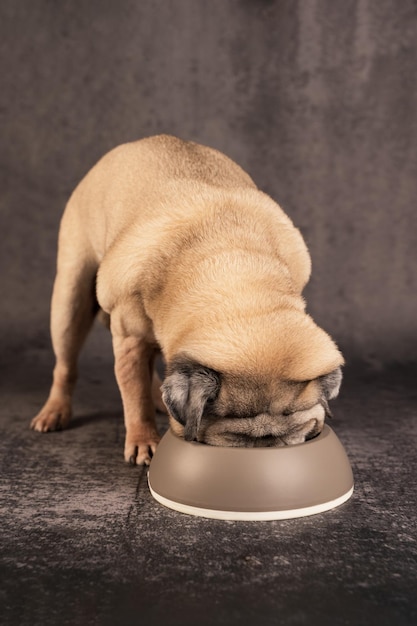 Photo dog eats from a bowl