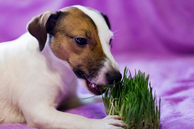 The dog eats the grass the promotion of health