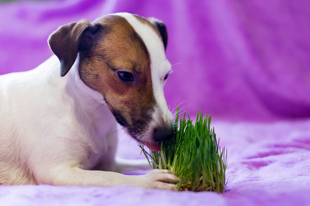 The dog eats the grass the promotion of health