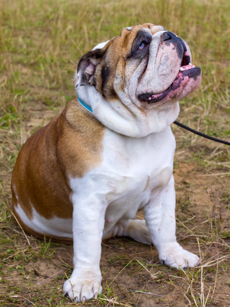 Photo 犬の英語ブルドッグの品種