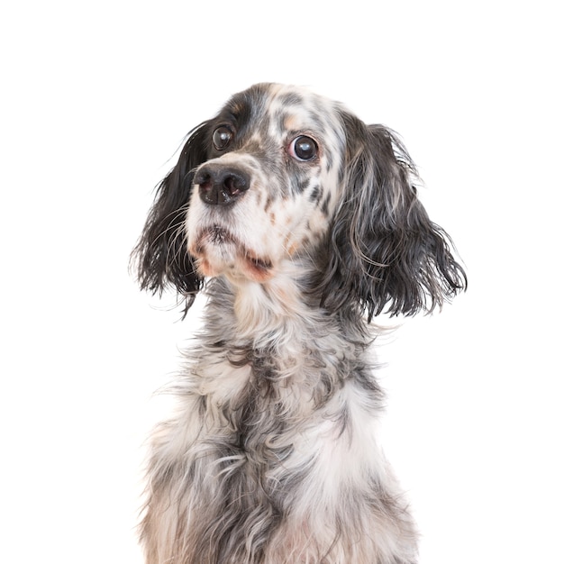 Dog english setter isolated on white background