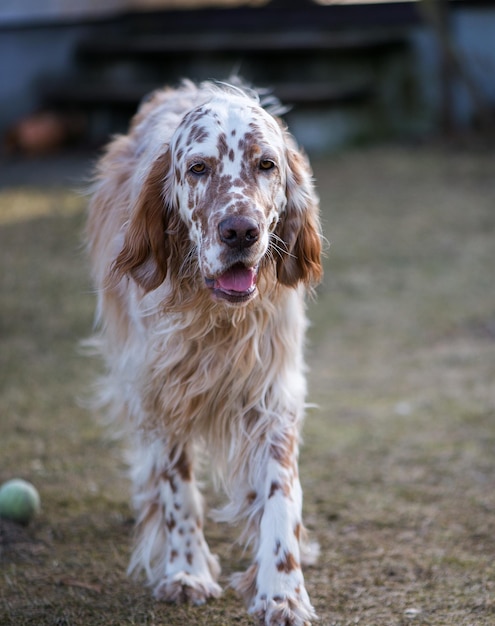 Foto cane setter inglese