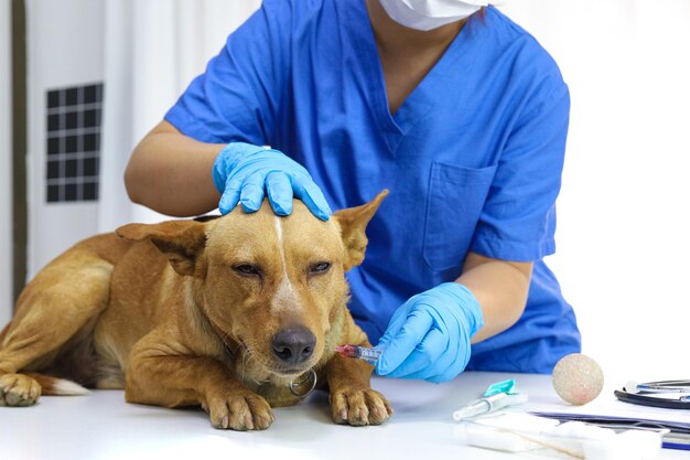 Photo dog on examination table of veterinarian clinic veterinary care vet doctor and dog