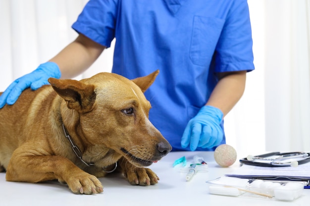 Собака на экзаменационном столе ветеринарной клиники.