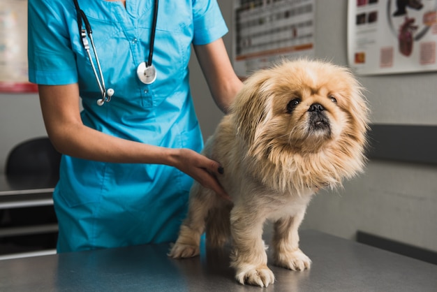 Dog examination at the vet clinic