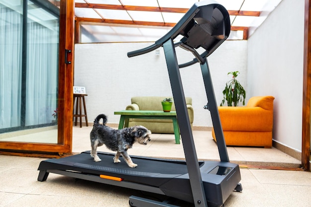 Dog exercising on a treadmill in the living room of the house due to quarantine