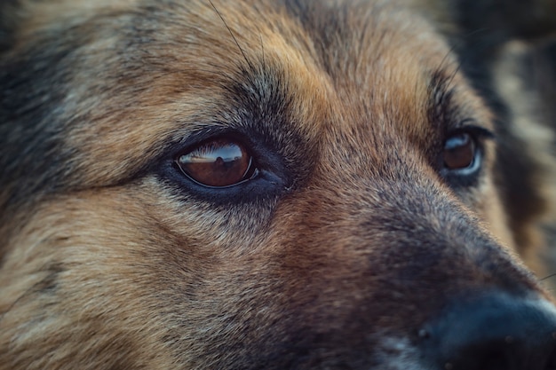Foto faccia da cane da vicino. occhi di cane senzatetto