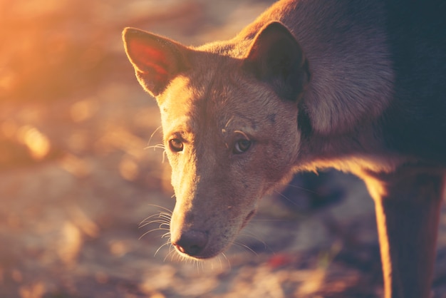 Faccia di cane al momento del tramonto