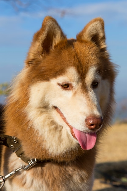 Foto muso del cane