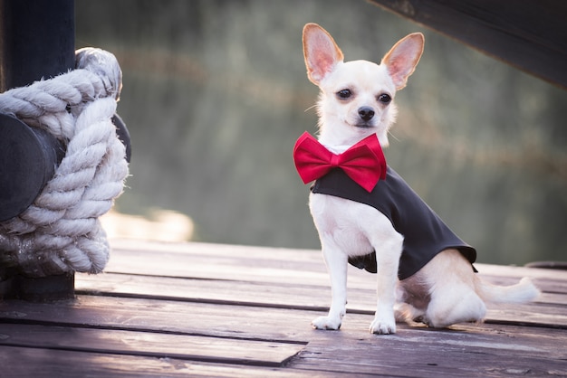 おしゃれな服装の犬。