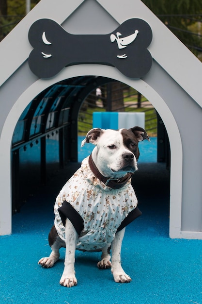 A dog in a fashionable vest guards the booth Playground for classes with animals the inscription on the booth pets in Moscow