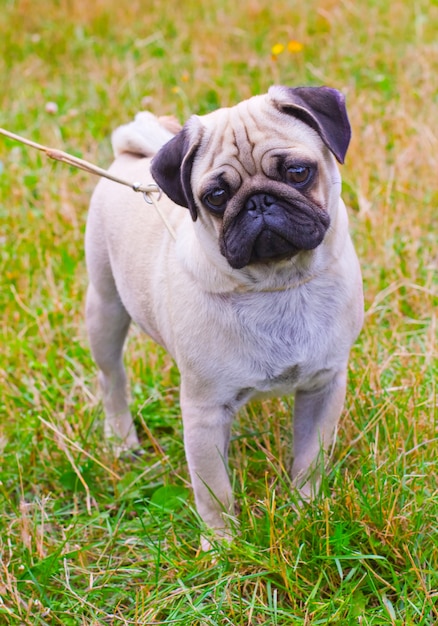 夏の緑の芝生の上の子鹿パグ犬